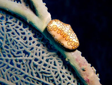 The coral reefs of Saba offer the intrepid divers many wondrous creatures like this Flamingo Tongue to see