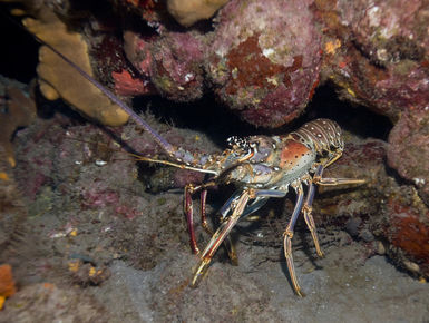 The coral reefs of Saba offer the intrepid divers many wondrous creatures like this spiny lobster to see