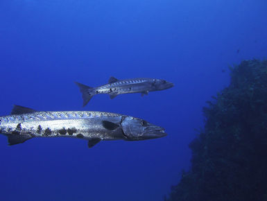 The coral reefs of Saba offer the intrepid divers many wondrous creatures like this barracuda to see