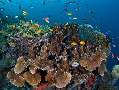 The Solomon Islands still remains one of the Pacific’s best-kept secrets with a splendid diversity of marine life that thrives among the region’s extensive collection of coral reefs and historic war wrecks