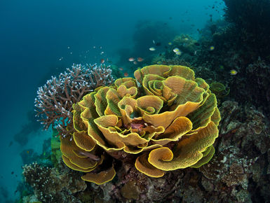 The Solomon Islands still remains one of the Pacific’s best-kept secrets with a splendid diversity of marine life that thrives among the region’s extensive collection of coral reefs and historic war wrecks