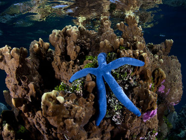 The Solomon Islands still remains one of the Pacific’s best-kept secrets with a splendid diversity of marine life that thrives among the region’s extensive collection of coral reefs and historic war wrecks