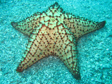 The coral reefs of St. Kitts & Nevis offer the intrepid divers many wondrous creatures like this sea star