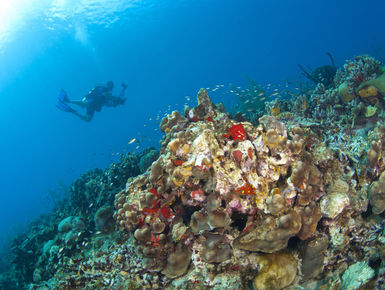 The coral reefs of St. Lucia offers the intrepid divers many wondrous creatures like this colorful sponges