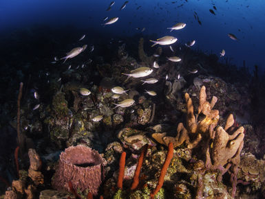 The coral reefs of St. Vincent & Grenadines offer the intrepid divers many wondrous creatures like this Lizard fish