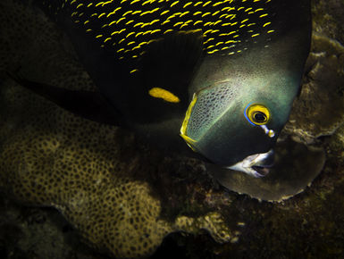 The coral reefs of St. Vincent & Grenadines offer the intrepid divers many wondrous creatures like this French angelfish