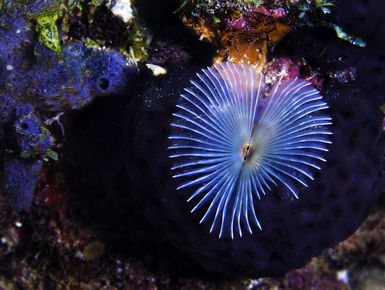 The coral reefs of St. Vincent & Grenadines offer the intrepid divers many wondrous creatures like this feather duster worm