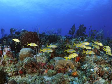 In the waters of St. Eustatius, From shallow reefs with colorful marine life to dramatic labyrinths and deep walls, there is something for divers in St. Eustatius