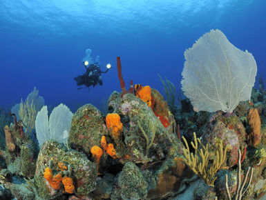 In the waters of St. Eustatius, From shallow reefs with colorful marine life to dramatic labyrinths and deep walls, there is something for divers in St. Eustatius