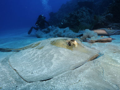 From shallow reefs and critter-covered sands to boulder labyrinths and deep walls, there is something for divers of all interests in the waters of St. Eustatius