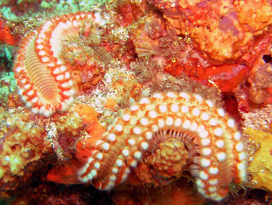 The coral reefs of Tobago offer the intrepid divers many wondrous creatures like this bristle worm