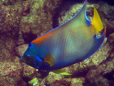 The coral reefs of Tobago offer the intrepid divers many wondrous creatures like this Queen angelfish