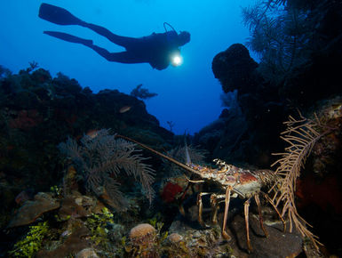 The coral reefs of Turks & Caicos offer the intrepid divers many wondrous creatures like this spiny lobster