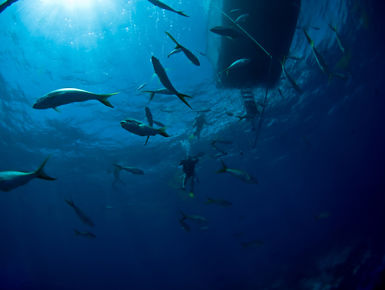 The coral reefs of Turks & Caicos offer the intrepid divers many wondrous creatures like this school of yellowtail snappers