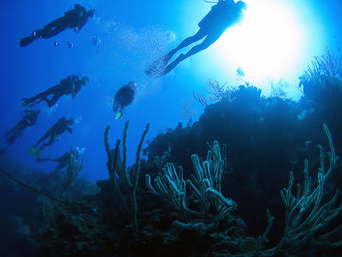 The Turks & Caicos offers some of the most magnificent coral reefs in the clearest waters that can be found in the Caribbean