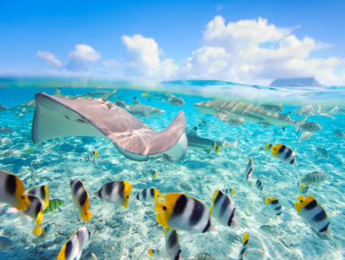 Deemed a true South Pacific paradise, divers have ample opportunities to see many favorites such as loads of beautiful reef fish to friendly sting rays